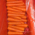 Qualidade superior da cenoura chinesa fresca